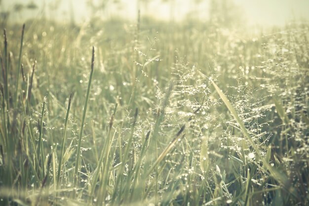 fiore di erba con gocce d&#39;acqua sull&#39;alba del mattino