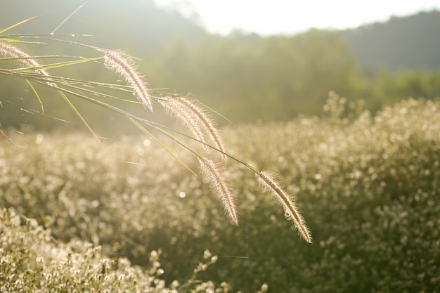 Fiore di erba con luce