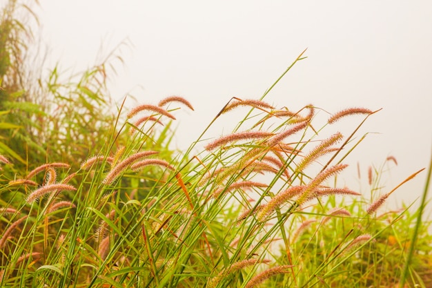 fiore di erba con nebbia mattutina