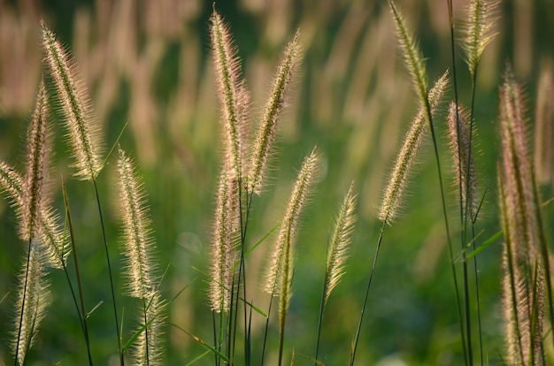 fiore di erba con sfondo spazio copia