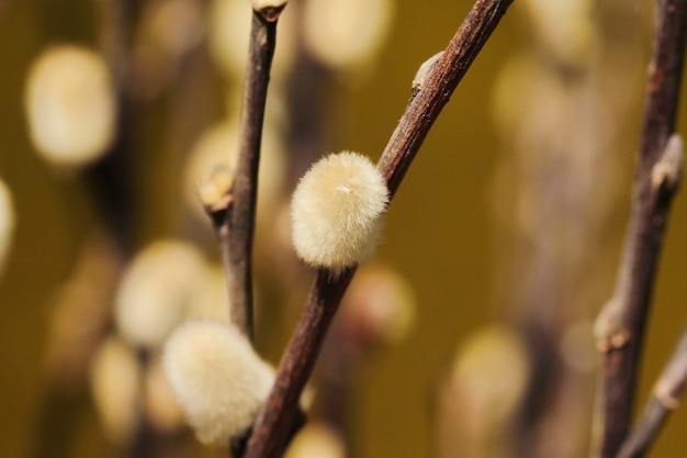 Fiore di erba secca piuma con sfondo giallo