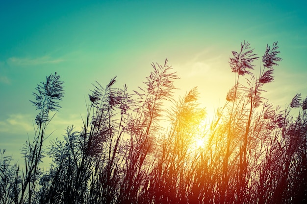 fiore di erba silhouette sul tramonto nel filtro retrò