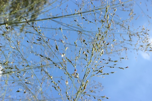 fiore di erba su sfondo blu cielo