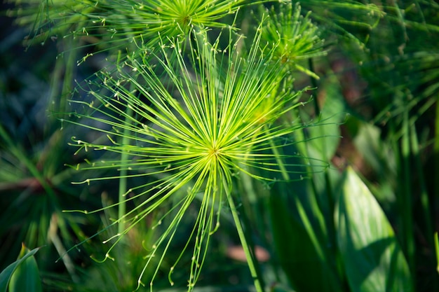 fiore di erba verde