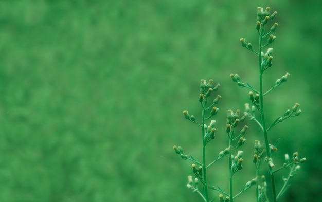 fiore di erba