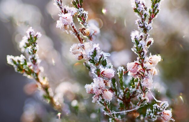 Fiore di erica congelato, sfondo floreale vintage invernale, immagine macro