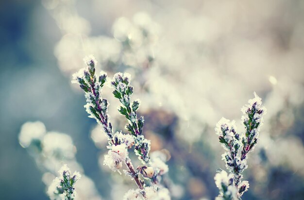 Fiore di erica congelato