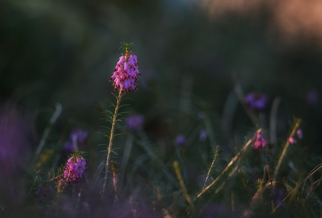 Fiore di Erica in uno sfondo scuro