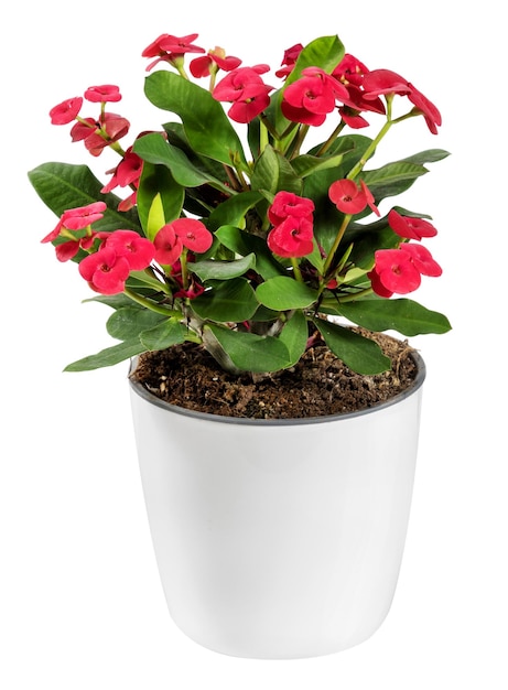 Fiore di Euphorbia Milii in fiore in vaso