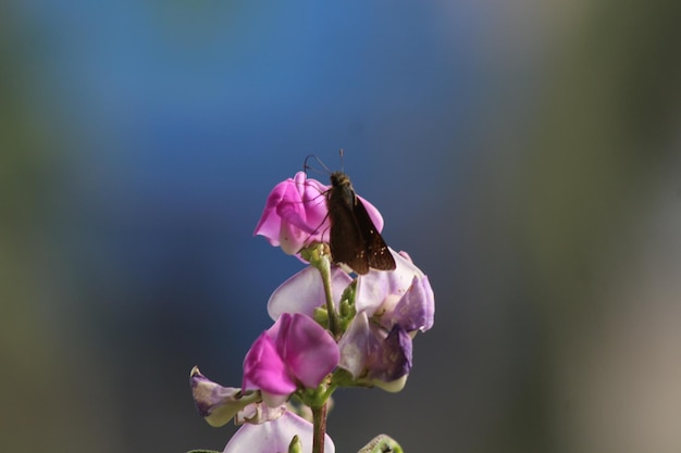 Fiore di fagiolo