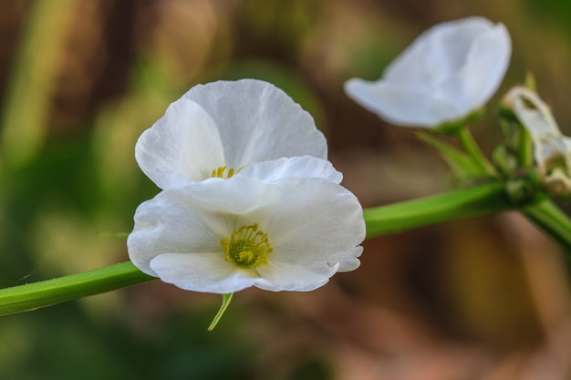 Fiore di fango del Texas