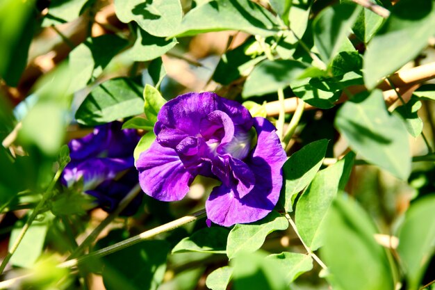 Fiore di farfalla pisello