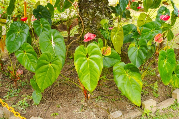 Fiore di fenicottero Anthurium sp. Anthurium andraeanum (fiore del fenicottero) I fiori delle foglie.