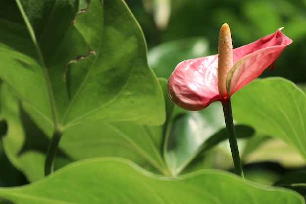 Fiore di fenicottero in natura