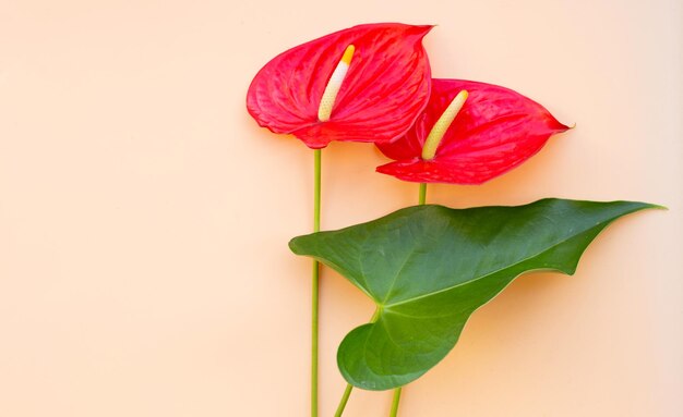 Fiore di fenicottero o anthurium a treccia