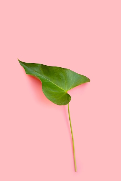 Fiore di fenicottero o foglia di anthurium codino