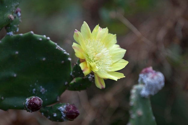 Fiore di fico d'india