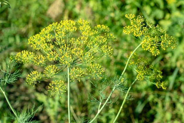 Fiore di finocchio verde aneto Sfondo verde con fiori di aneto