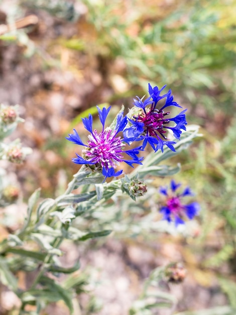 Fiore di fiordaliso blu sul prato in Cappadocia