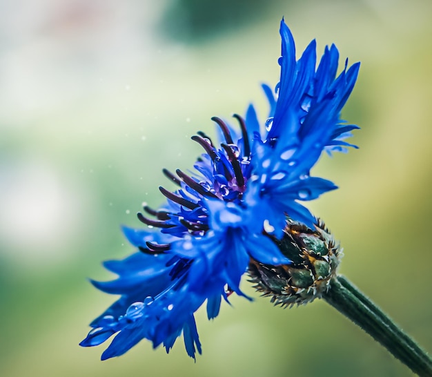 Fiore di fiordaliso su sfondo verde sfocato