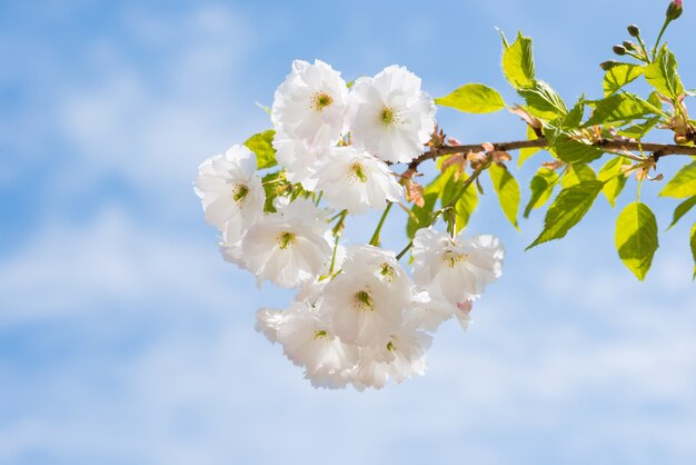 Fiore di fiori bianchi di sakura su un ramo di un albero primaverile sopra il cielo blu