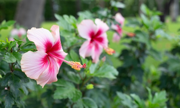 Fiore di fiori di ibisco sull'albero