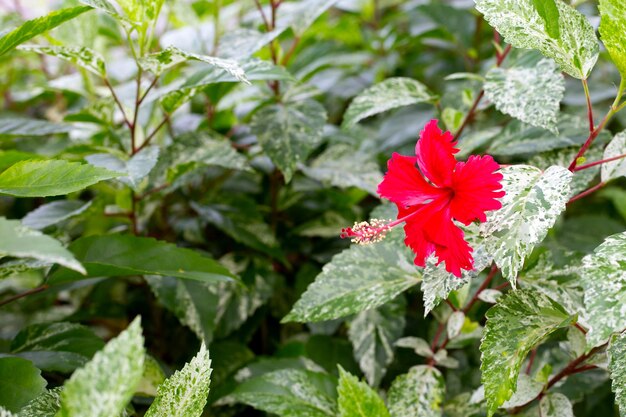 Fiore di fiori di ibisco sull'albero