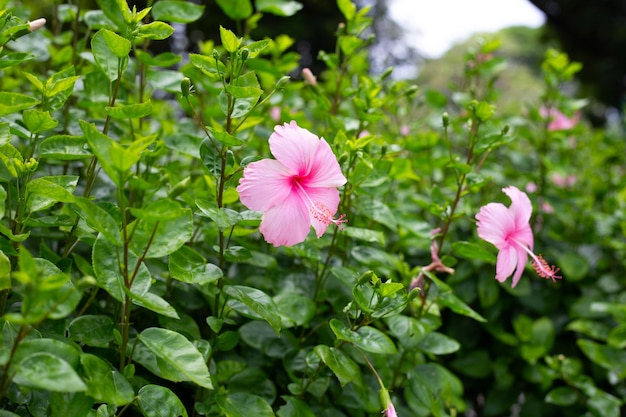 Fiore di fiori di ibisco sull'albero