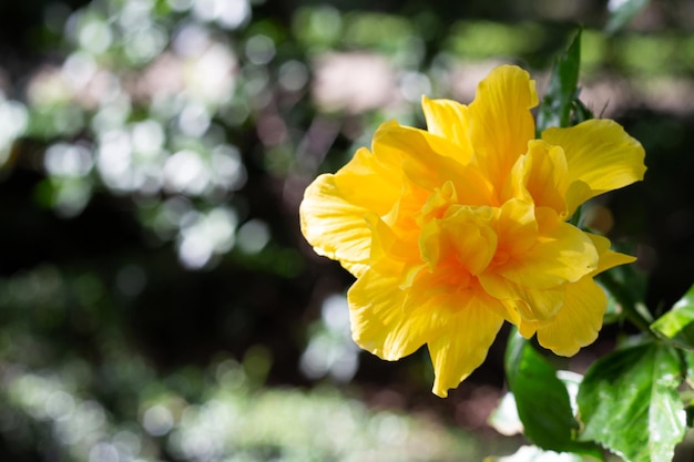 Fiore di fiori di ibisco sull'albero