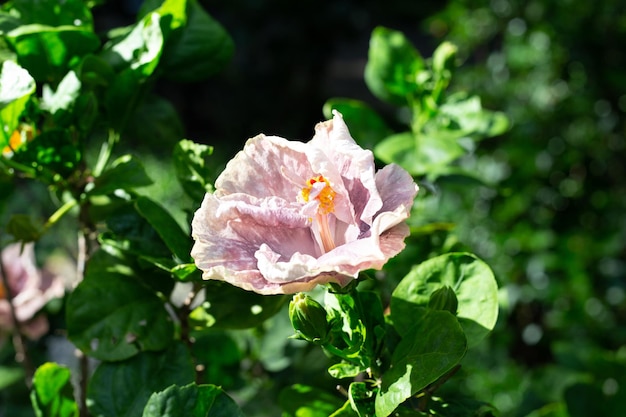 Fiore di fiori di ibisco sull'albero