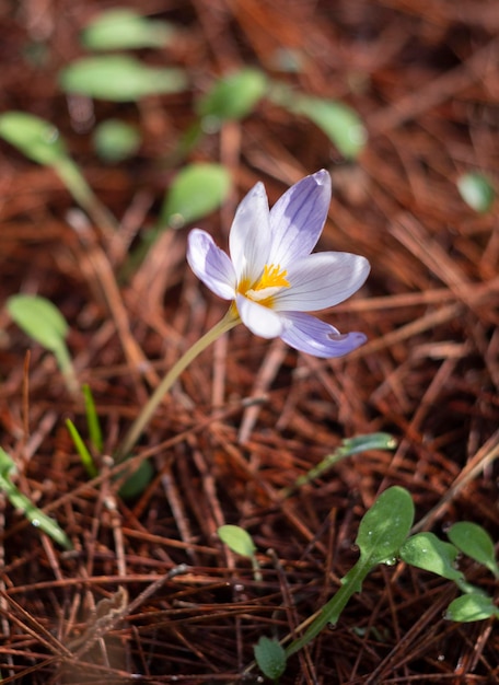 Fiore di foresta Crocus vicino nei boschi in Grecia