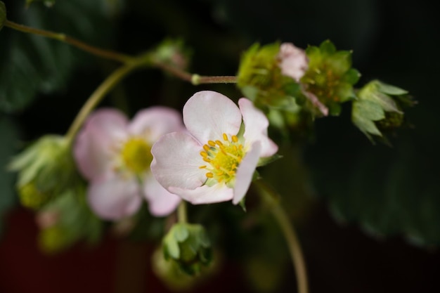 Fiore di fragola che sboccia da vicino