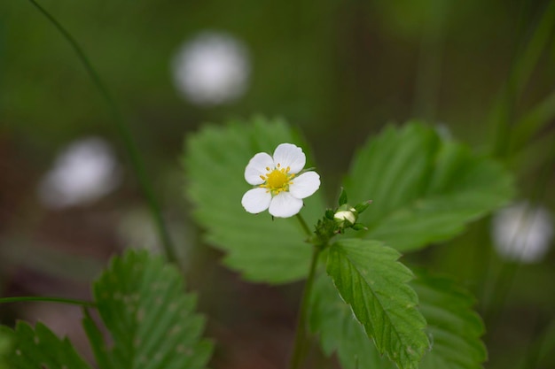 Fiore di fragola selvatica con petali bianchi su sfondo verde