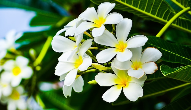 fiore di frangipane bellezza Plumeria fiore