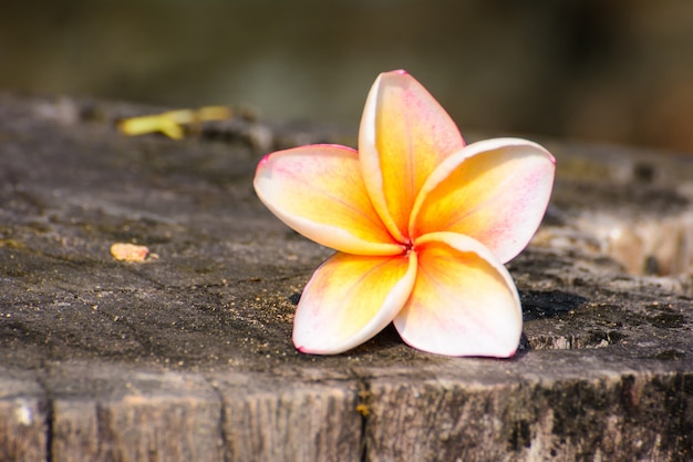 Fiore di frangipane su legno