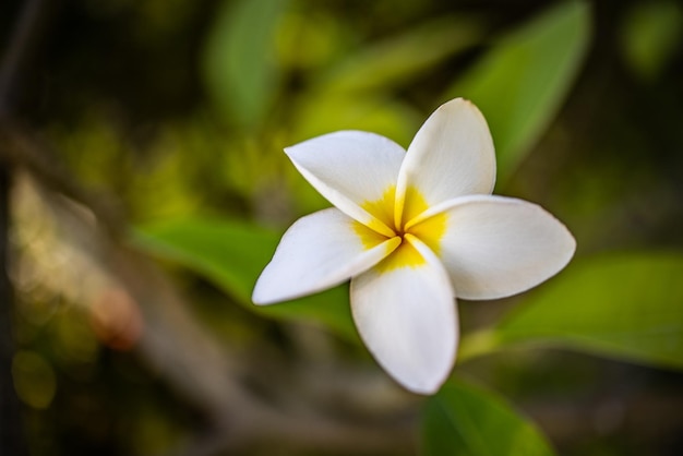 Fiore di frangipani bianco giallo su sfondo verde fogliame. Primo piano floreale in fiore, benessere termale