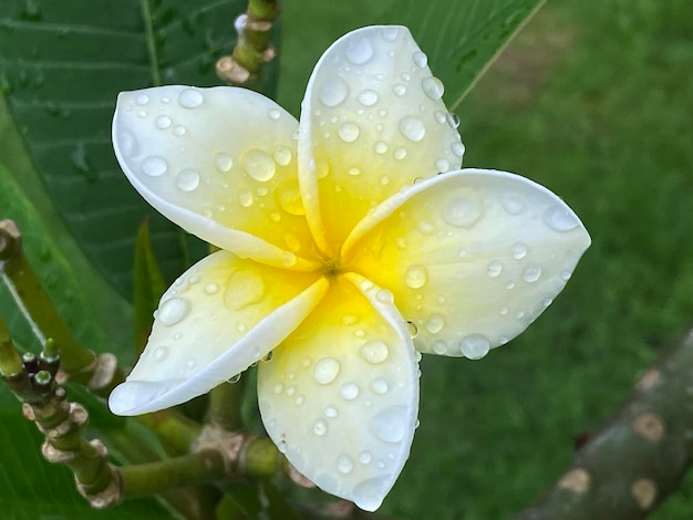 Fiore di Frangipani in giardino