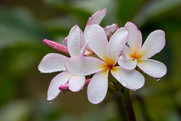 Fiore di Frangipani in piena fioritura durante l'estate Plumeria