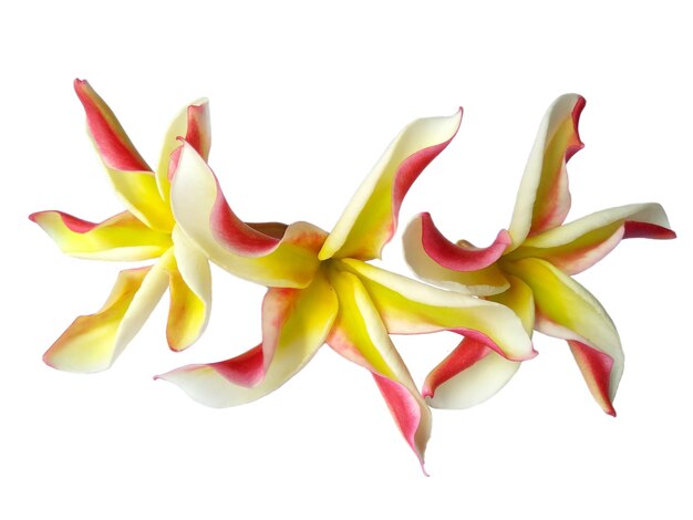 Fiore di Frangipani o Plumeria isolato su sfondo bianco Bellissimi fiori tropicali