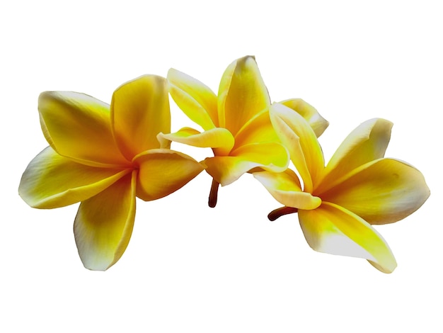 Fiore di Frangipani o Plumeria isolato su sfondo bianco