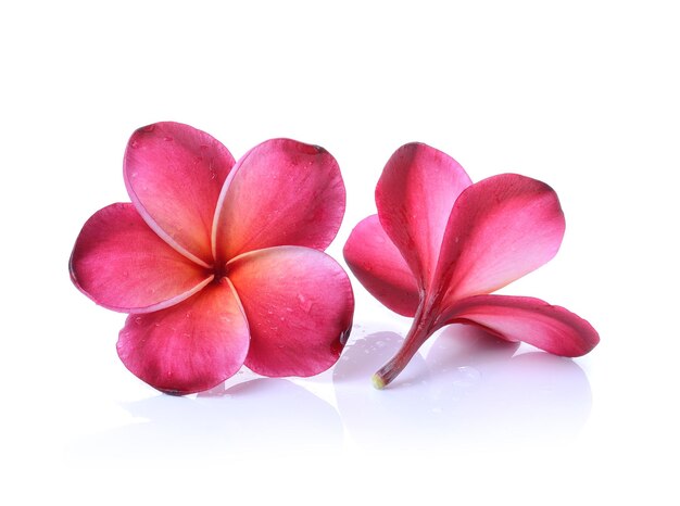 fiore di frangipani rosso isolato su sfondo bianco