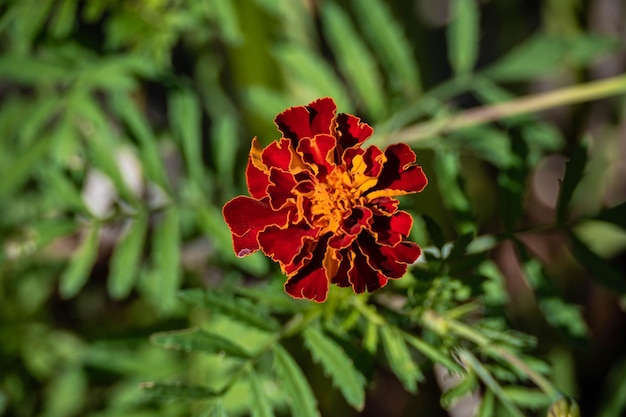 Fiore di garofano che fiorisce nel giardino.