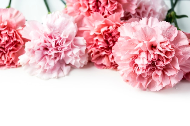 Fiore di garofano rosa isolato su sfondo bianco