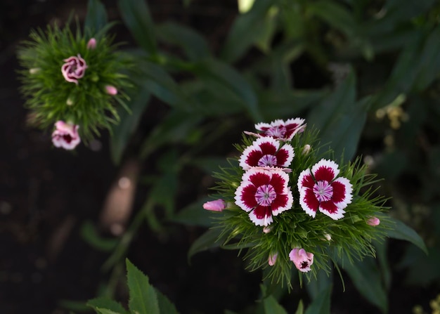 Fiore di garofano viola e bianco da vicino