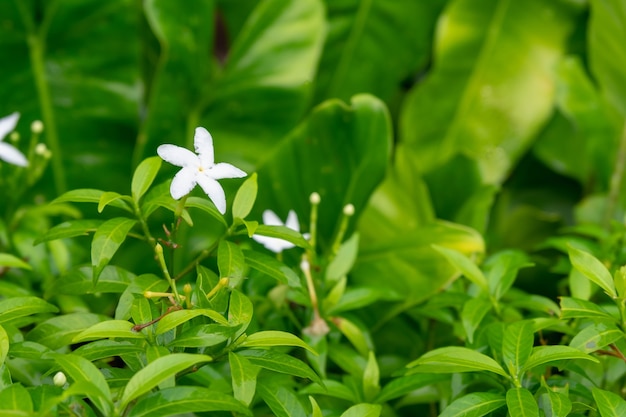 Fiore di gelsomino bianco con sfondo verde foglia