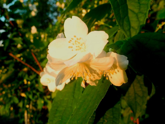 Fiore di gelsomino bianco in giardino