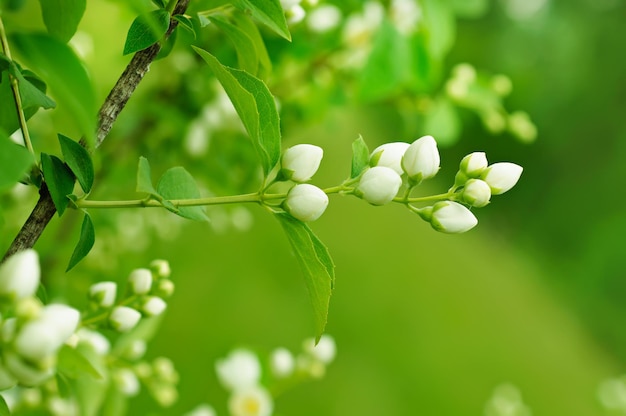 Fiore di gelsomino che cresce sul cespuglio in giardino