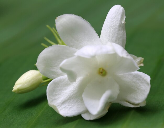 Fiore di gelsomino con bocciolo su foglia verde