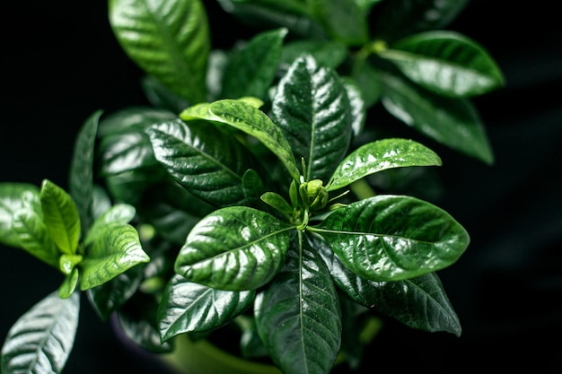 Fiore di gelsomino di Gardenia