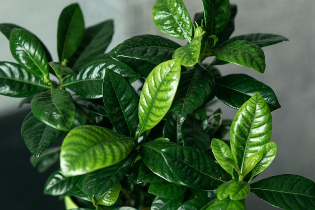 Fiore di gelsomino di Gardenia